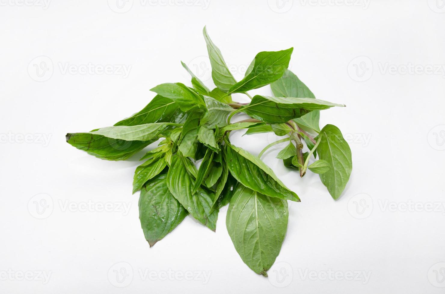 Sweet Basil on white photo