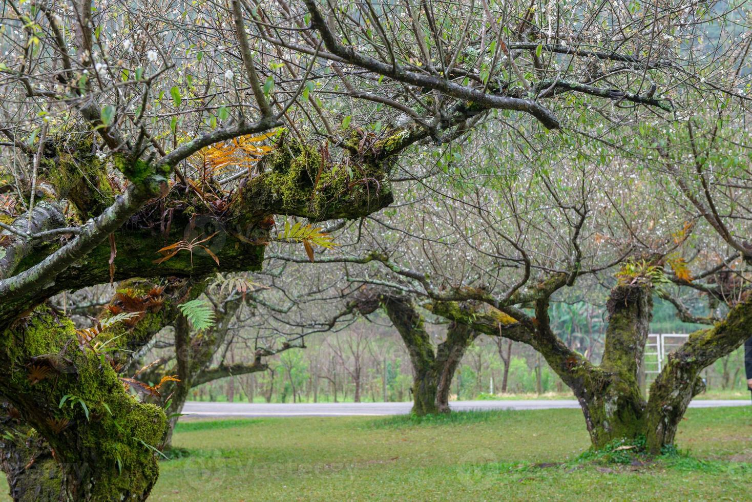 Japanese apricot tree garden photo