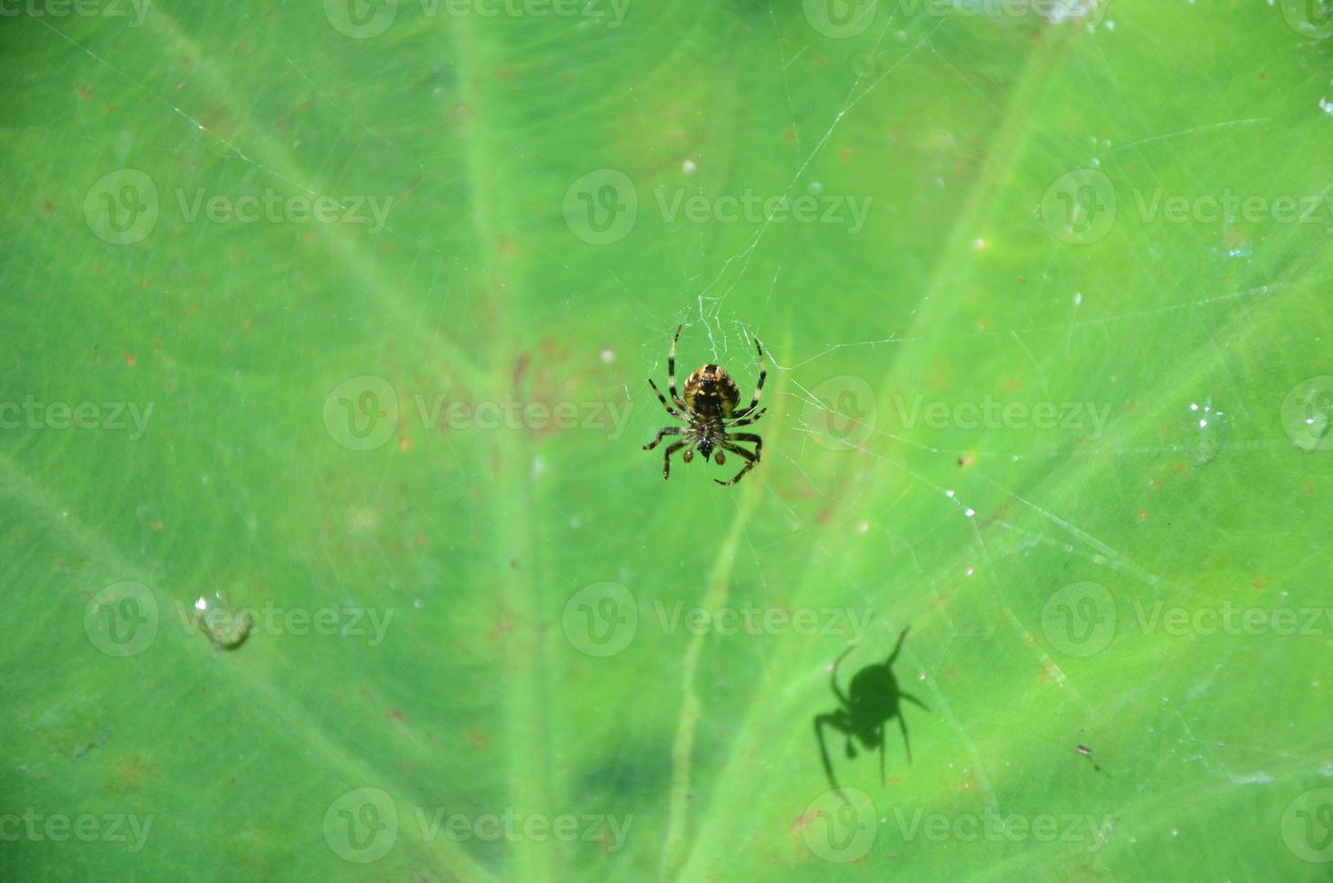 spider is on the web photo