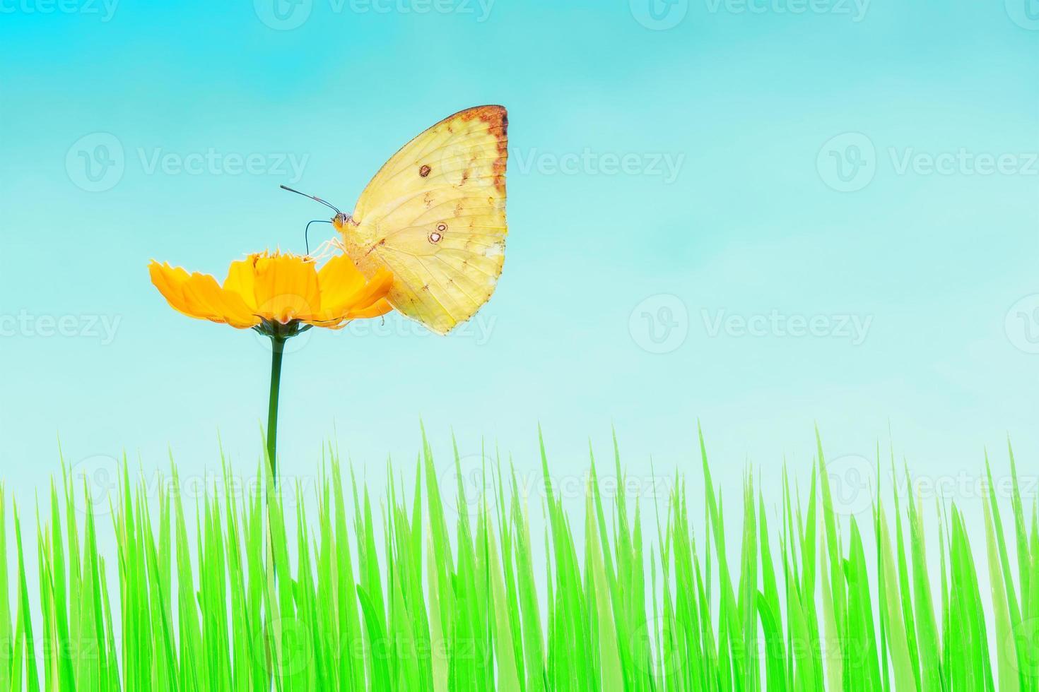 butterfly and yellow flower and green grass photo