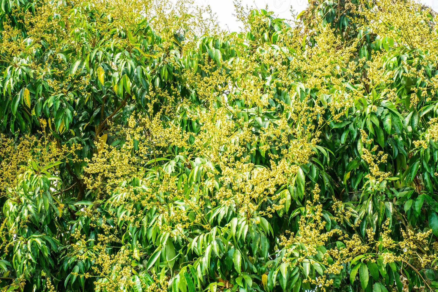 Lychee pollen in the orchard.lychee tree photo