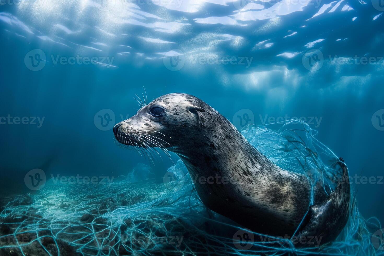 A baby seal trapped in plastic debris floating in the North Pacific, underwater photography. The concept of an ecological disaster caused by plastic garbage. photo