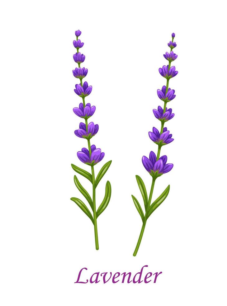 Lavender flower, isolated vector garden plant