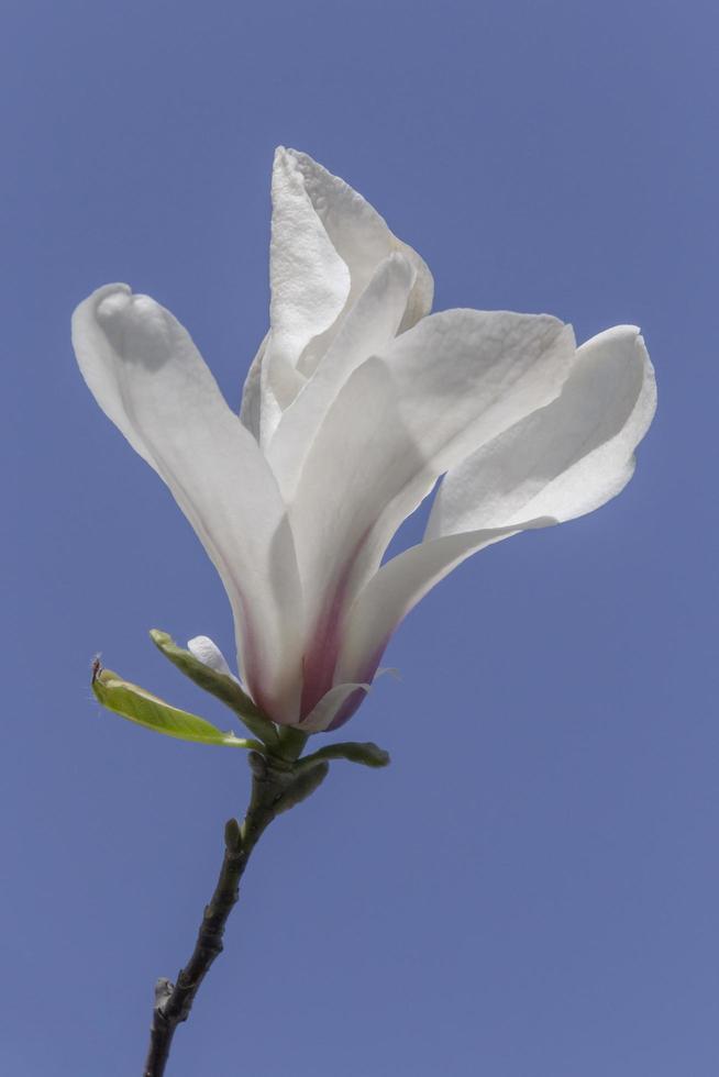 white magnolia blossoming against clear blue sky photo