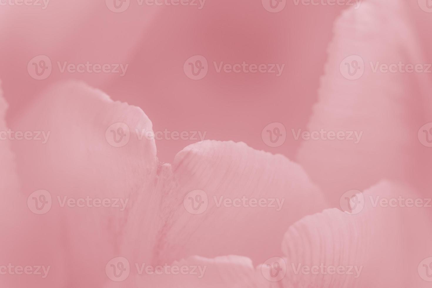 natural background, close up of  red petals of tulip flower photo