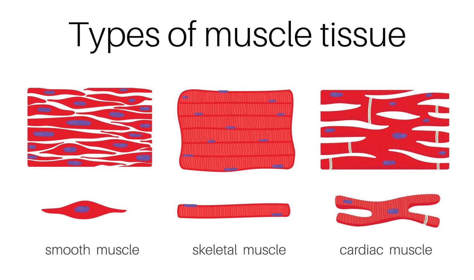 Types of muscle tissue. vector
