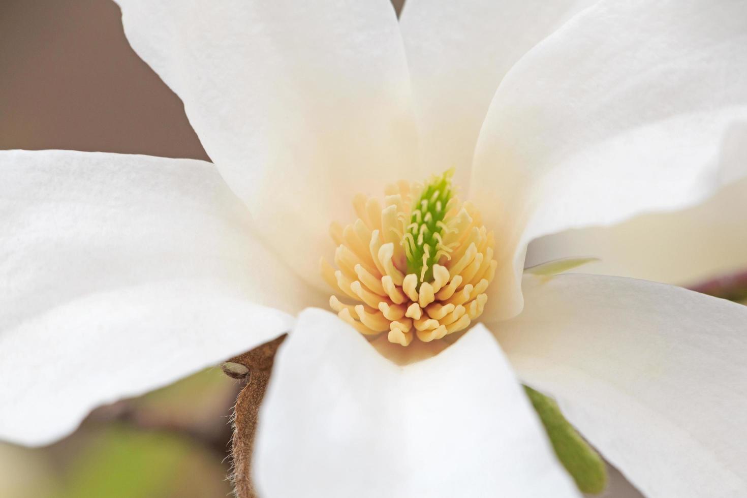 close up of white magnolia tree blossom photo