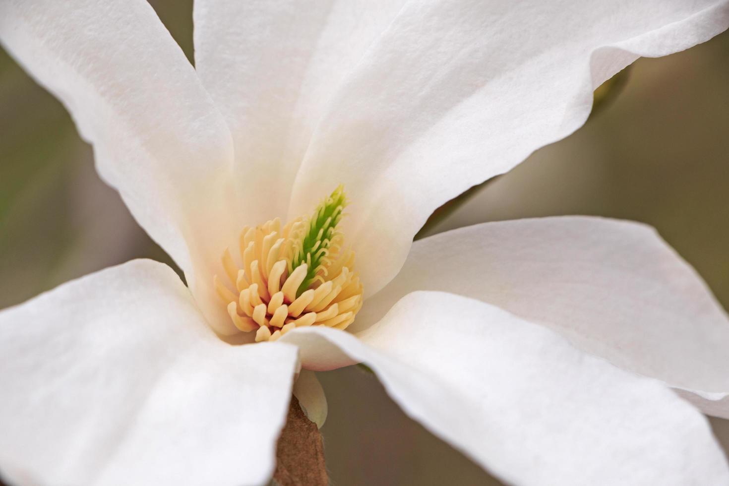 close up of white magnolia tree blossom photo