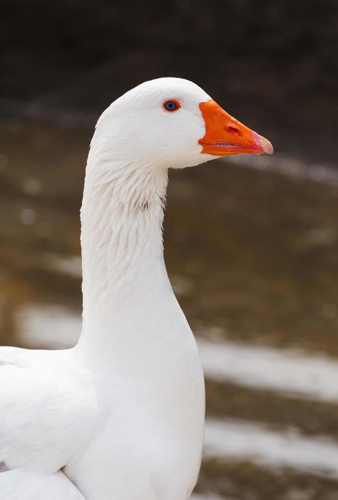 close up of white goose at pond photo