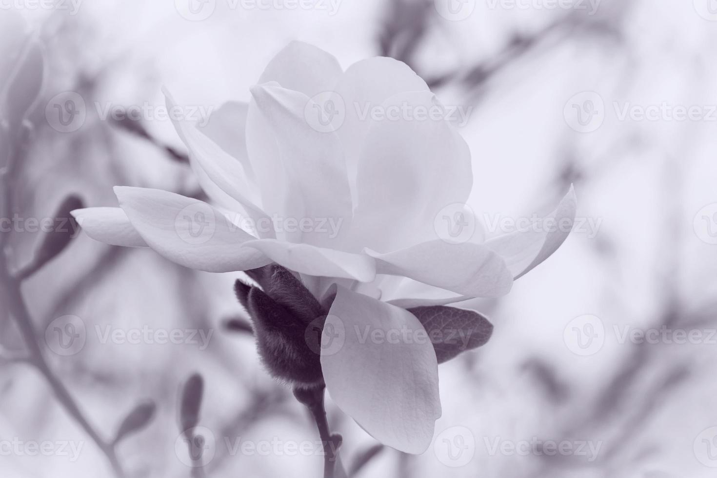 white magnolia blossoming colored in violet photo