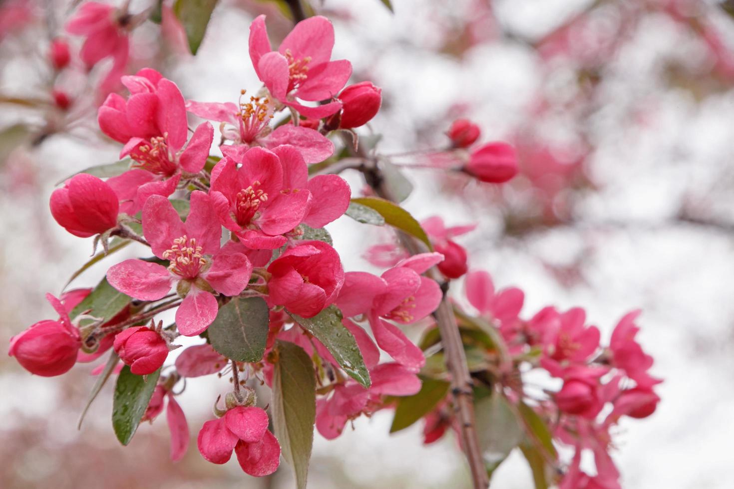 close up of pink apple tree blossom photo