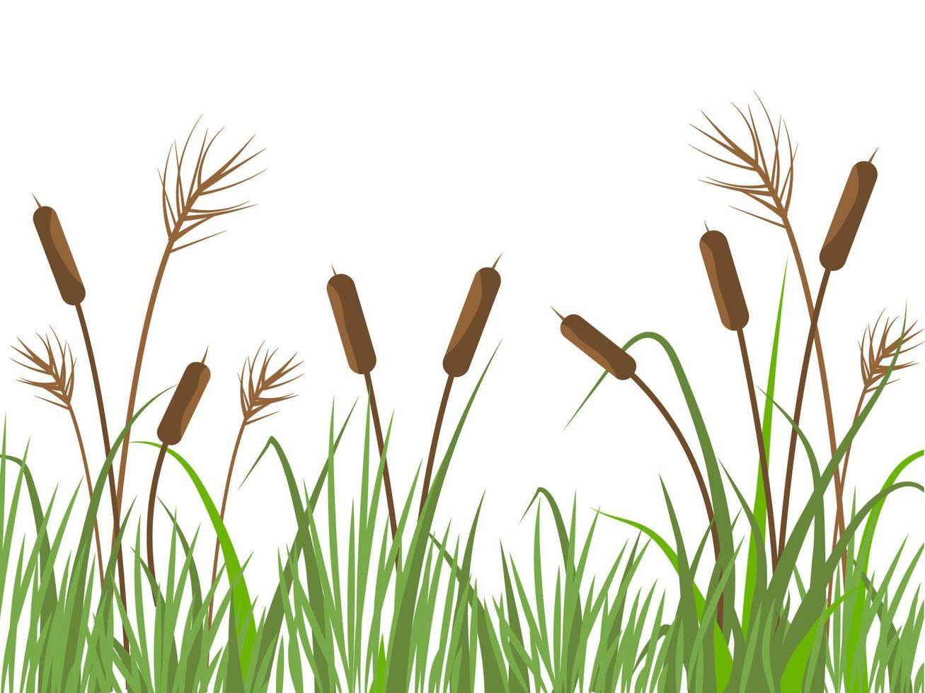 Nature background with reeds and grass. River landscape with plants on white background. Flat vector illustration.