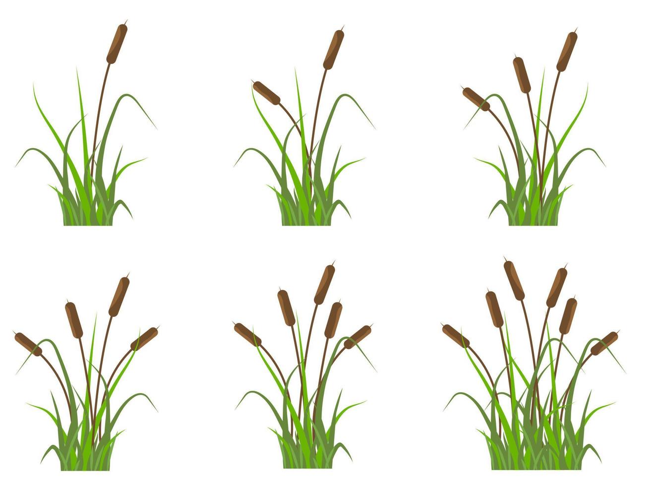 Reeds icons set, plants on the river in the green grass. Simple flat vector illustration isolated on white background