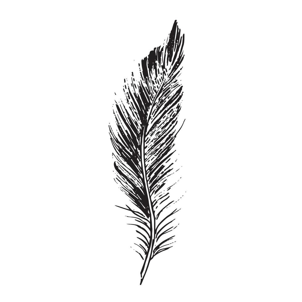 Feathers on white background. Hand drawn sketch style. vector