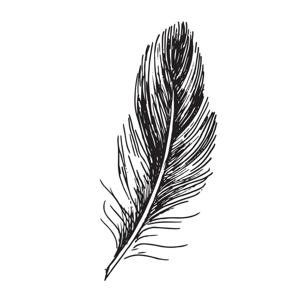 plumas sobre fondo blanco. estilo de boceto dibujado a mano. vector