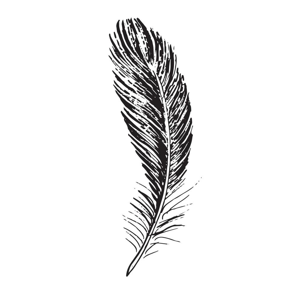 Feathers on white background. Hand drawn sketch style. vector