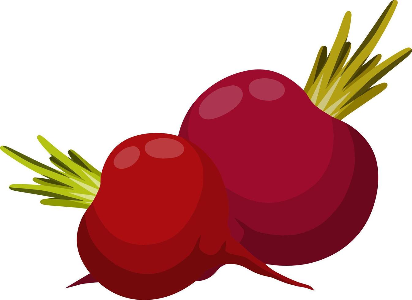 Beet. Red root vegetable. Set of Natural product. Harvest. Rural Plant and food. Healthy diet. Cartoon flat illustration vector