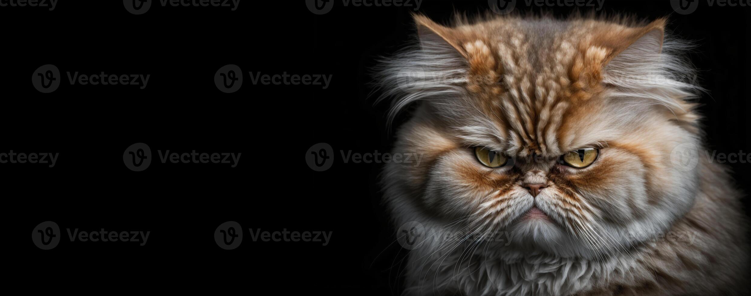 Cat having bad mood. Angry pet. Bad emotions, anger, dissatisfaction with life, negative facial expression. Bad day, misfortune concept. Copy space for text. . photo