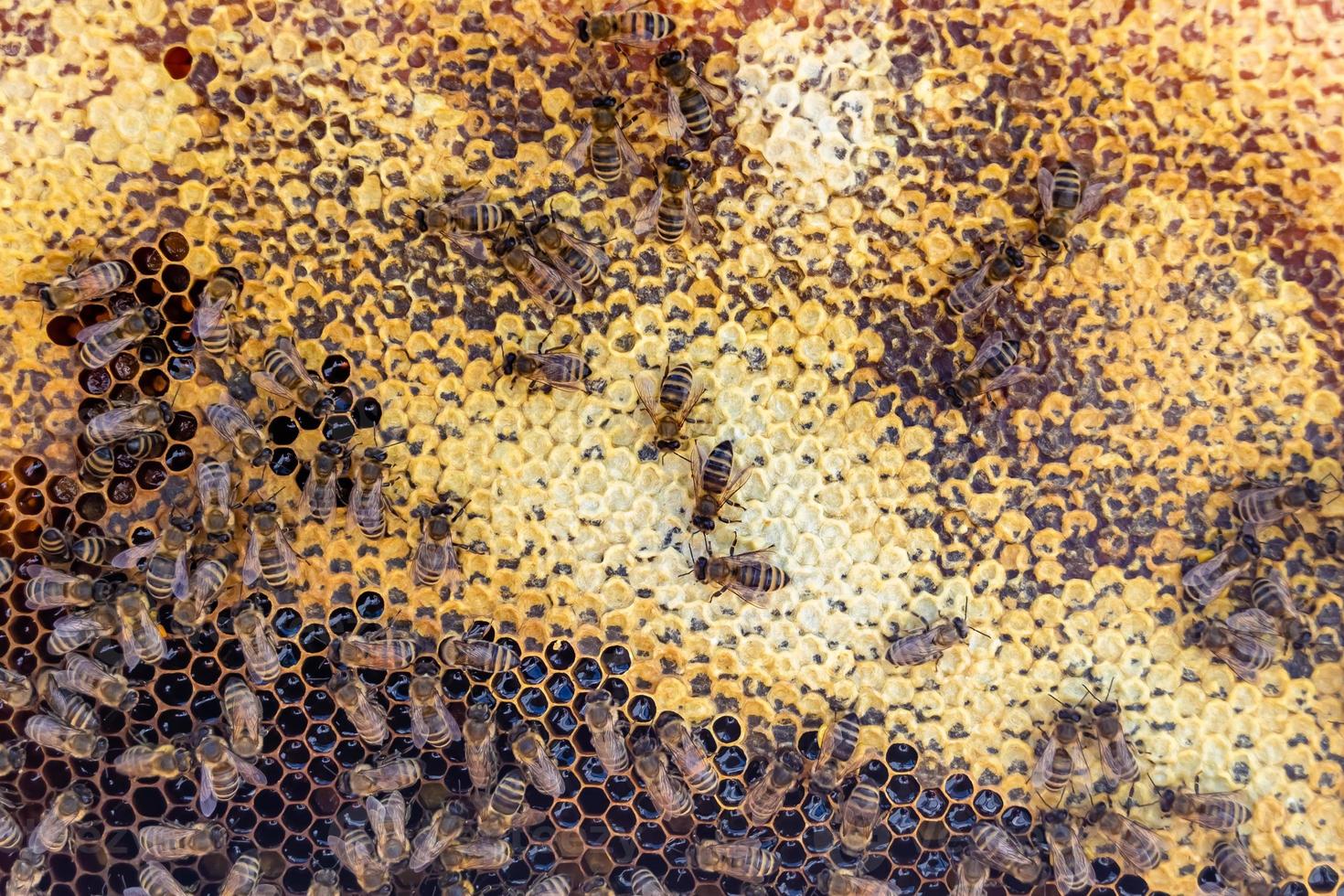 La estructura hexagonal abstracta es un panal de abejas lleno de colmena foto