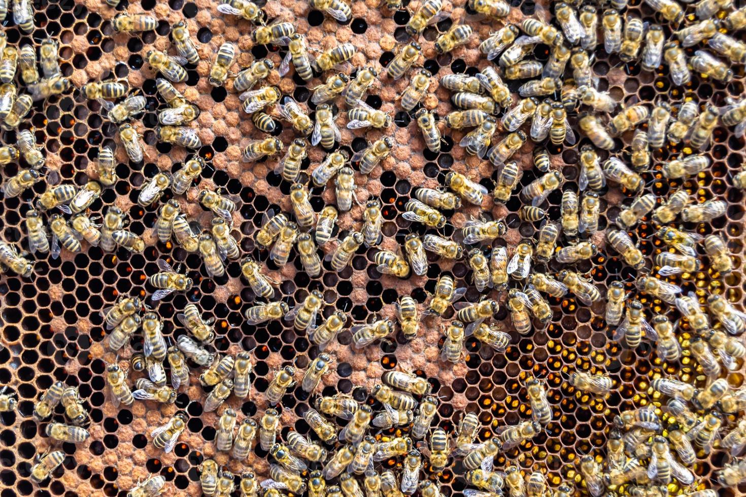 Abstract hexagon structure is honeycomb from bee hive filled photo