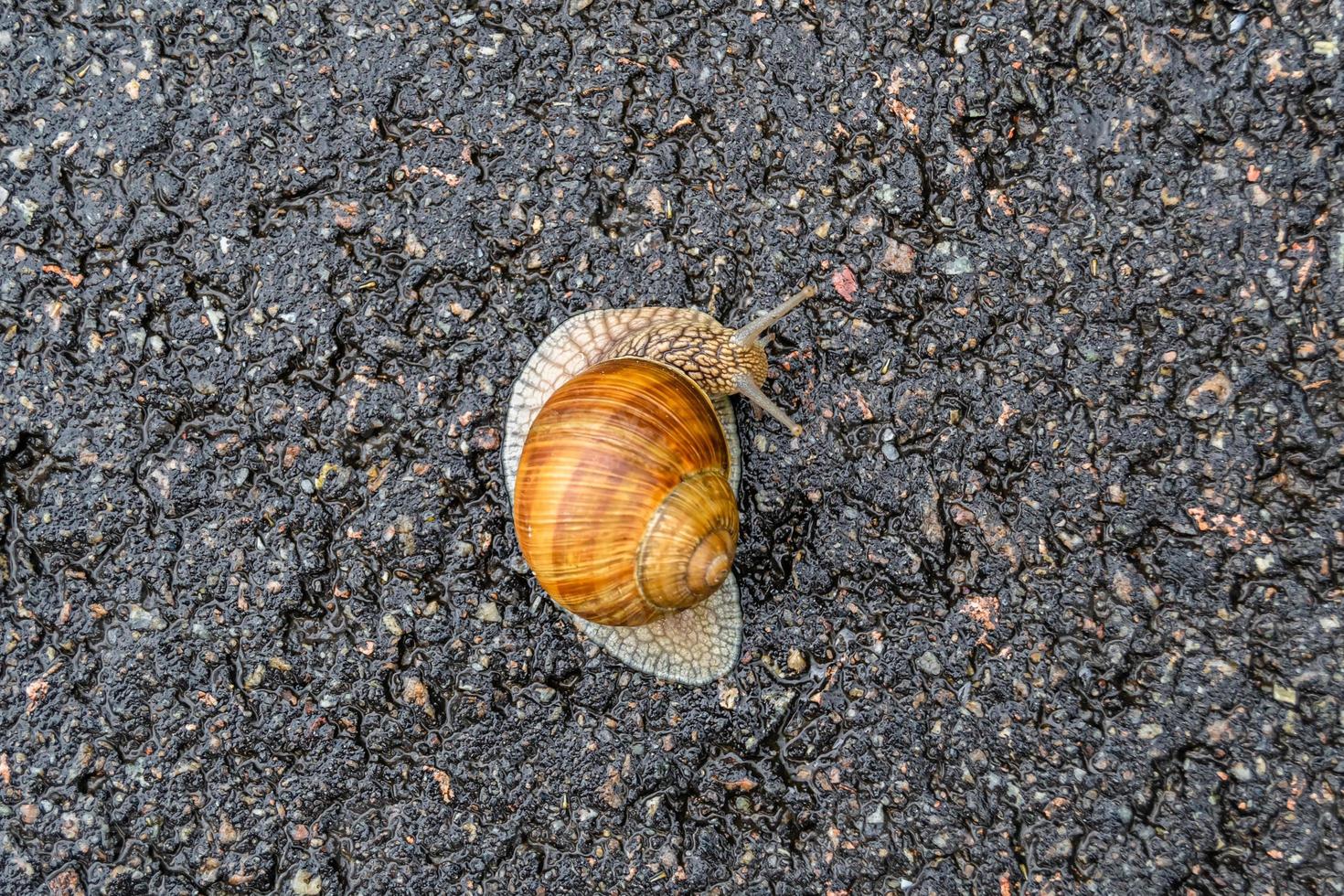 Big garden snail in shell crawling on wet road hurry home photo