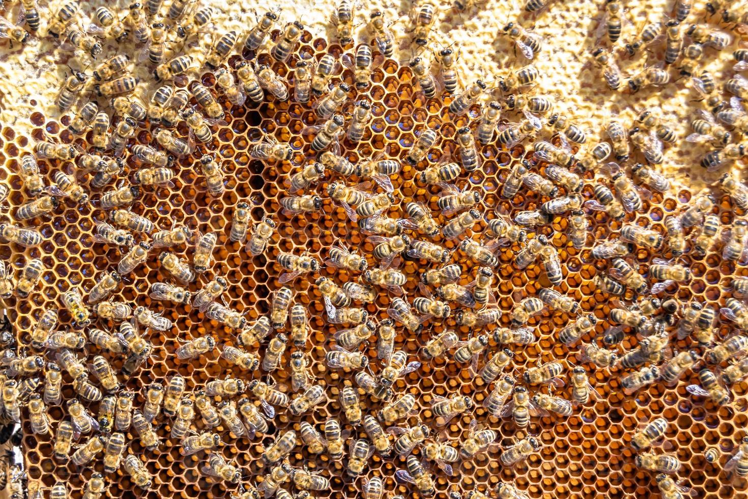 Abstract hexagon structure is honeycomb from bee hive filled photo