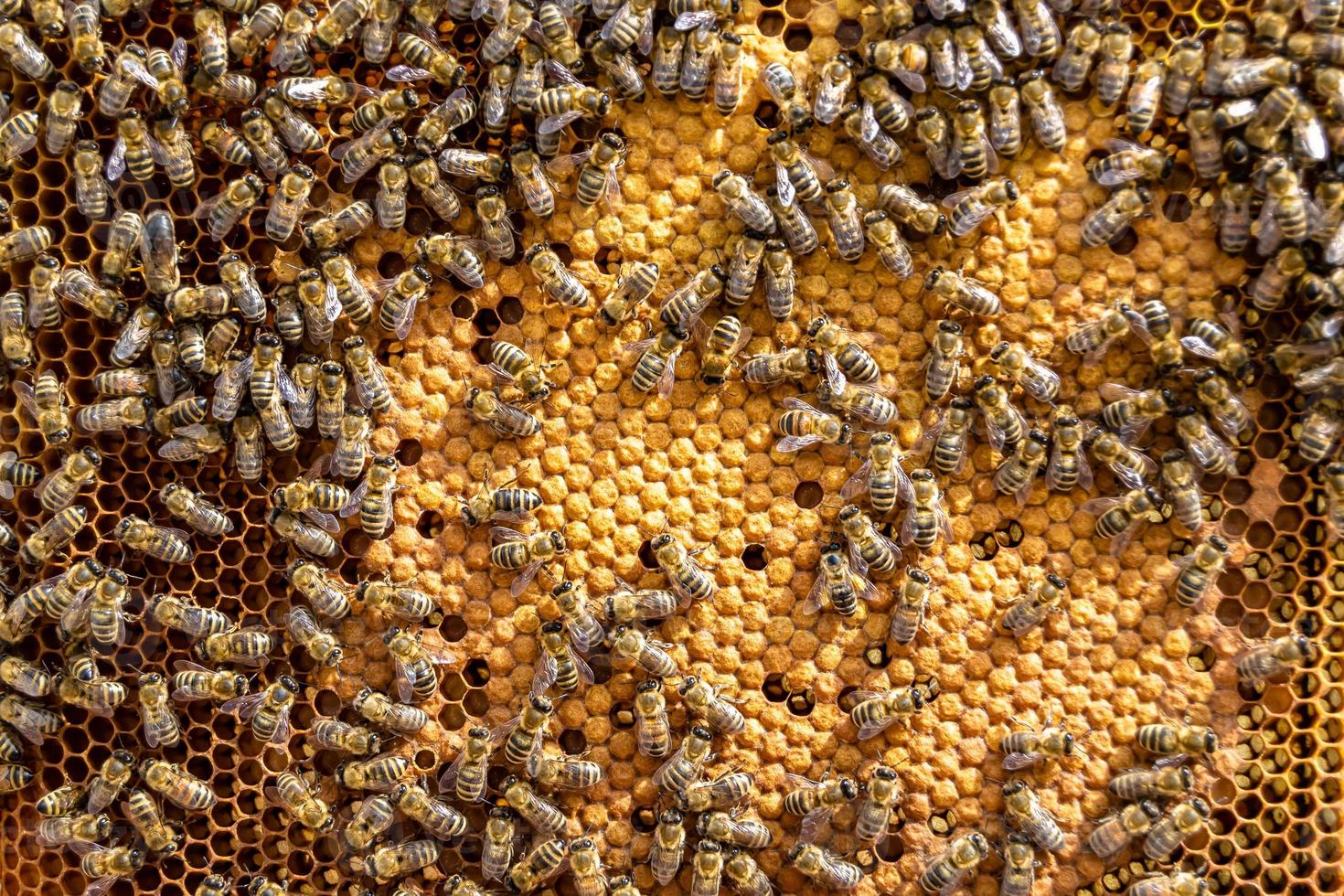Abstract hexagon structure is honeycomb from bee hive filled photo