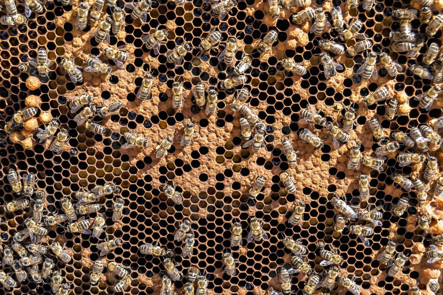 Abstract hexagon structure is honeycomb from bee hive filled photo