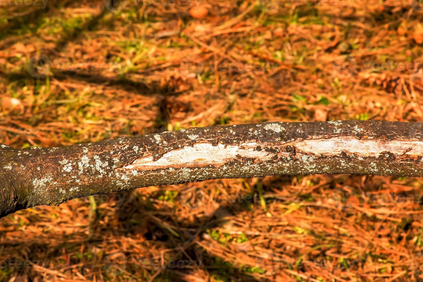 Trunk of staghorn sumac in early spring in the garden. The texture of the bark of the sumac shrub. photo