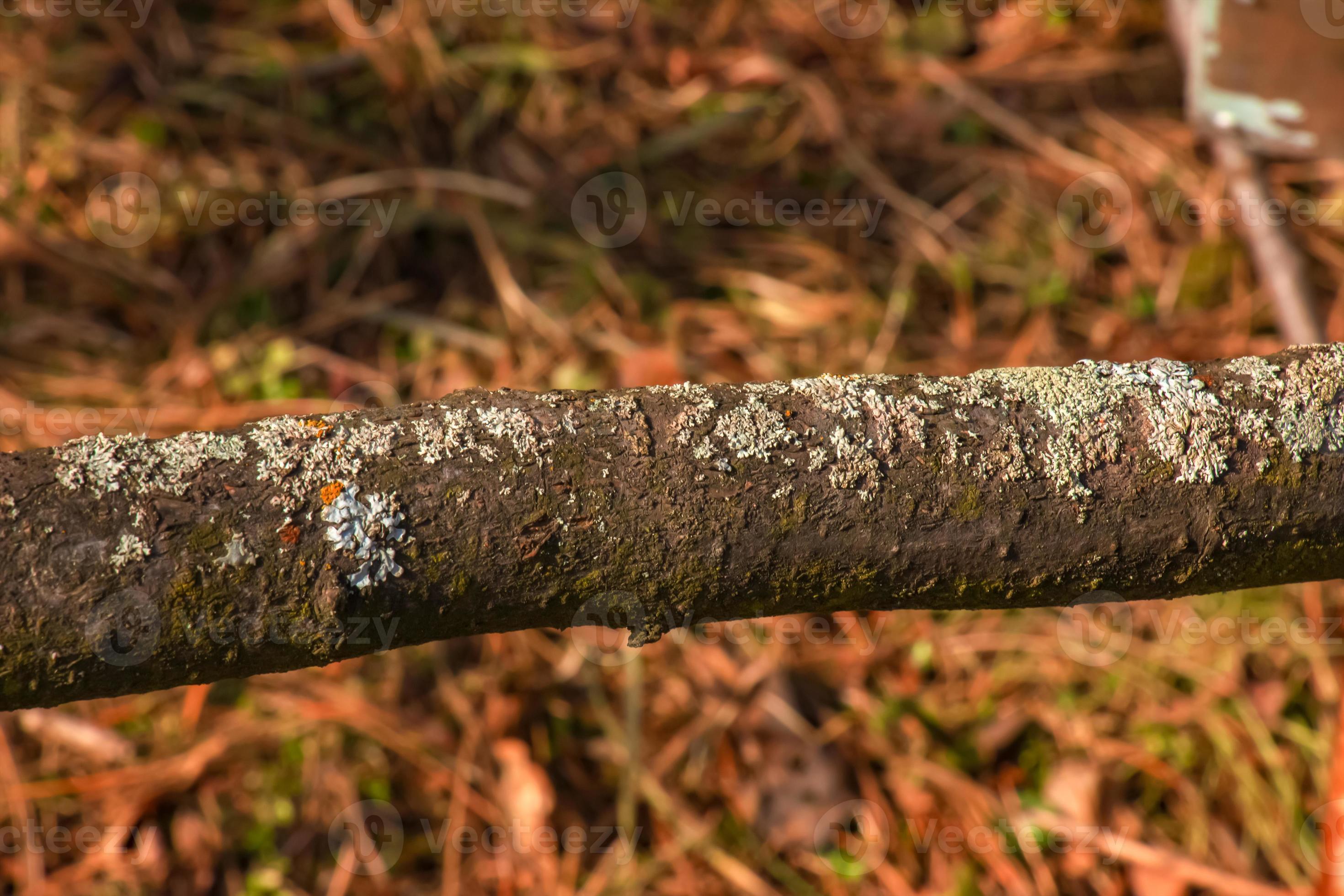 Trunk of staghorn sumac in early spring in the garden. The texture of
