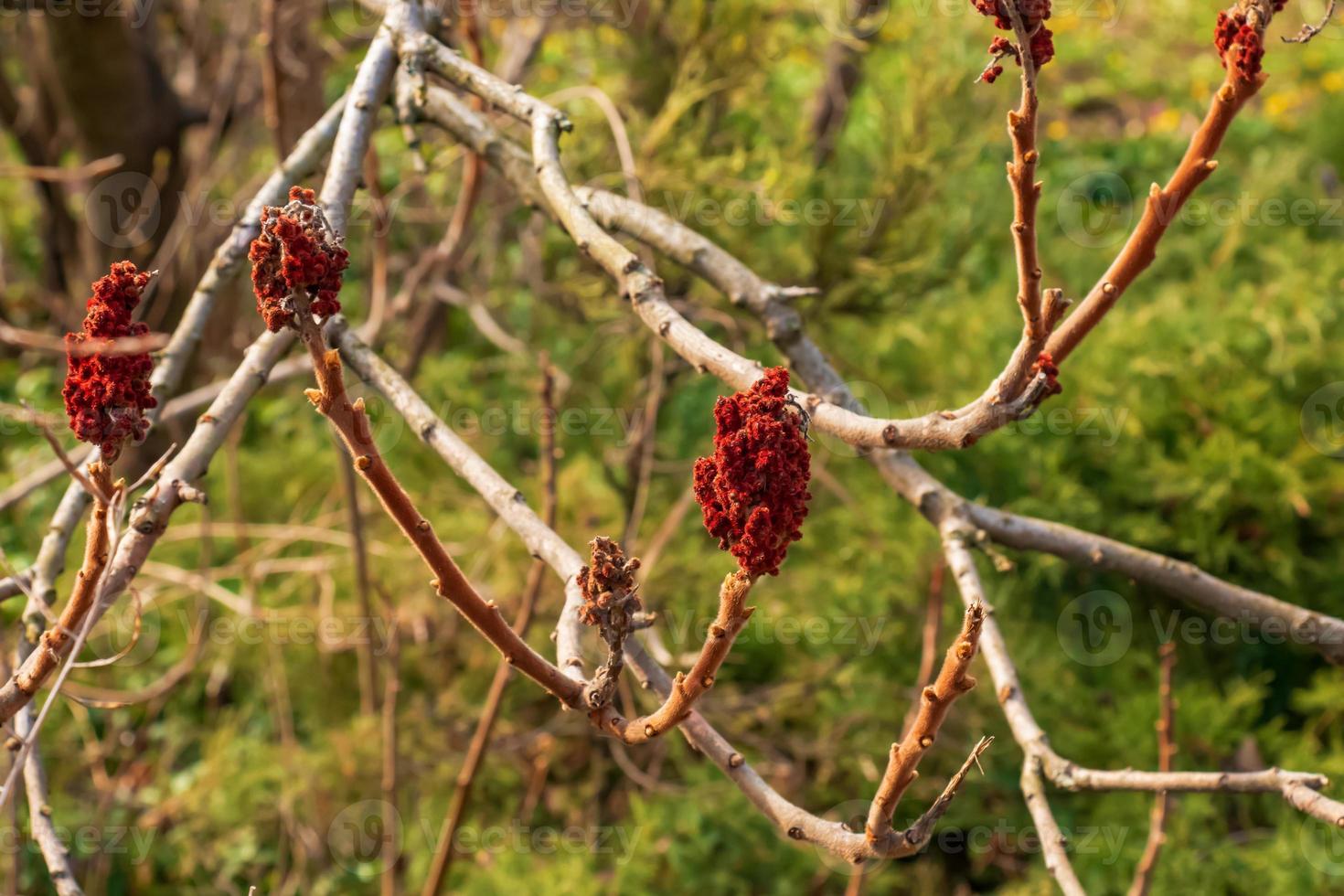 Branches with buds of staghorn sumac in early spring in the garden. photo