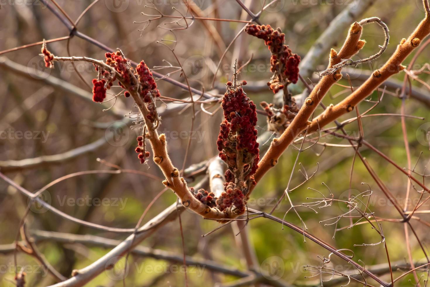 Branches with buds of staghorn sumac in early spring in the garden. photo