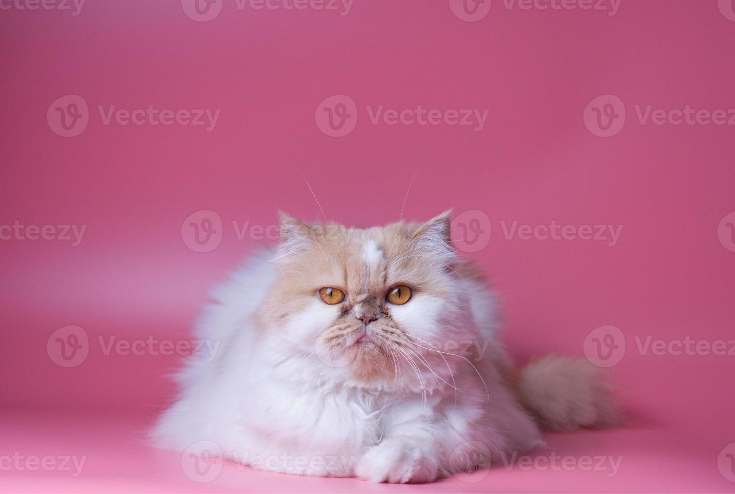 Cat Persian orange and white fur portrait adorable pet isolated the side and sits  on pink background photo