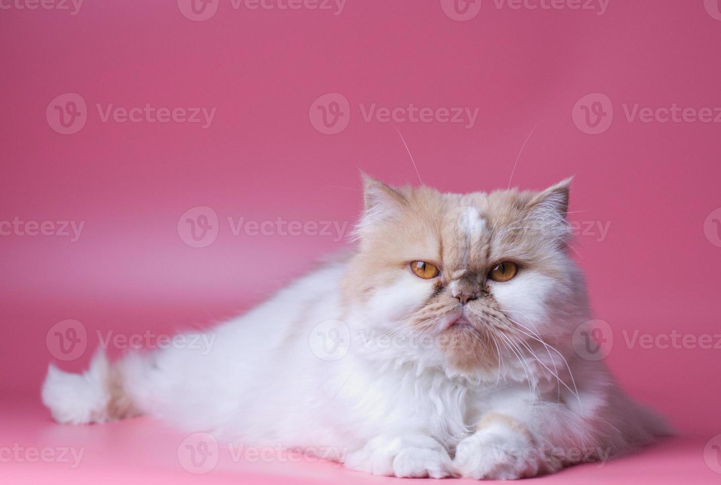 gato persa naranja y blanco piel retrato adorable mascota aislado el lado y se sienta en rosado antecedentes foto