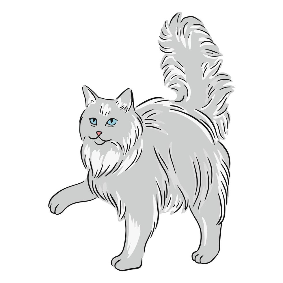 Maine Coon Paw Illustration 21986287 Vector Art at Vecteezy