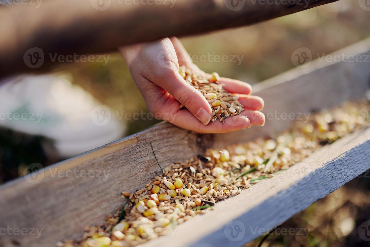 A woman works on a farm and feeds her chickens with healthy food, putting young, organic grass and compound feed into their feeders by hand to feed them photo