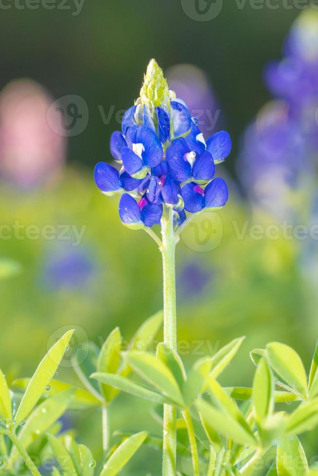 A blue Lupinus texensis flower on a sunny spring morning. photo