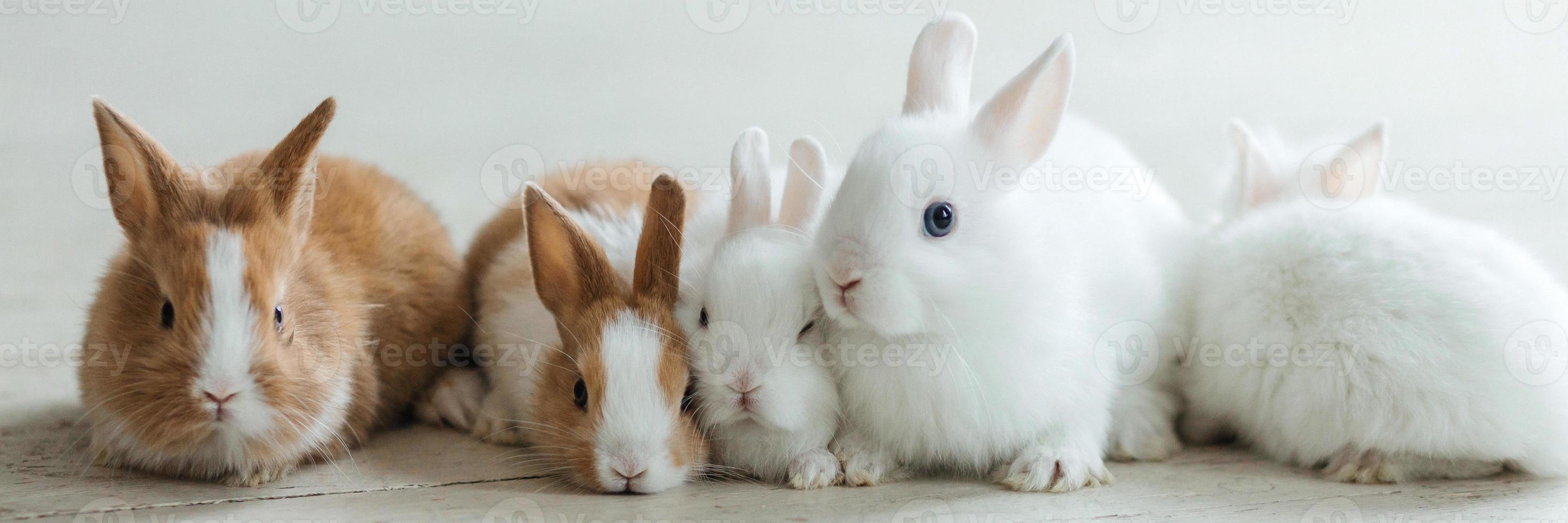 A group of cute Easter bunny rabbits on the living room floor. Beautiful cute pets. photo