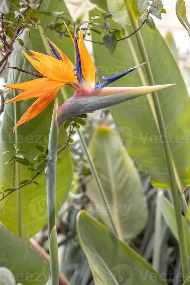 real strelicija naranja flor, tropical plantas. cerca arriba foto