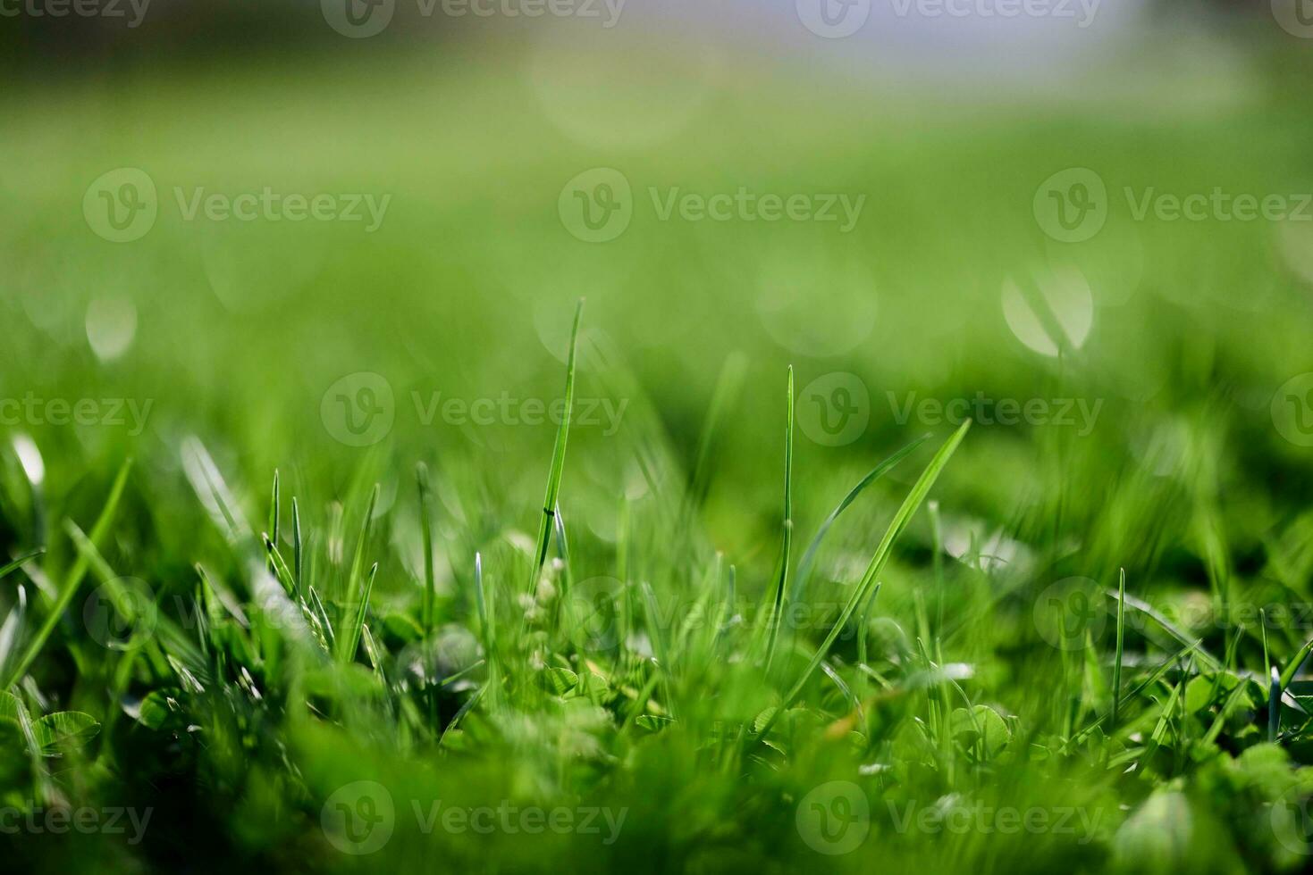 Green lawn grass close-up of the leaves of the grass. Nature conservation without environmental pollution, clean air photo