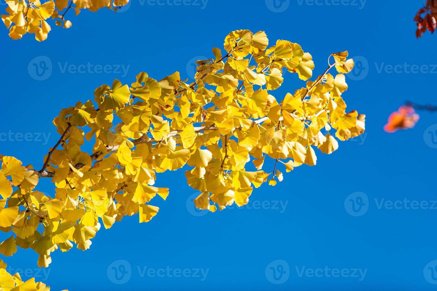 Ginkgo biloba leaves bright yellow on branch tree with blue sky at daytime photo
