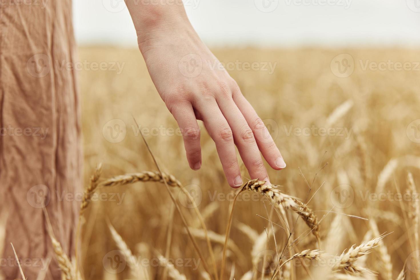 touching golden wheat field rye farm nature autumn season concept photo