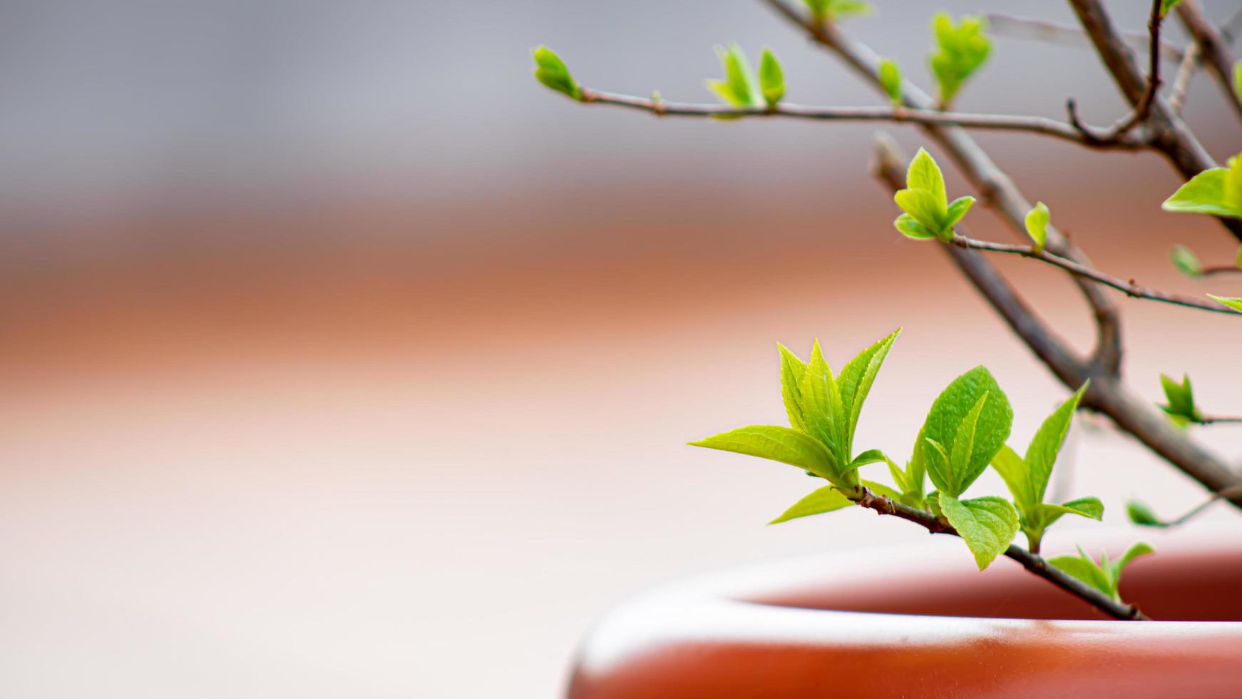 joven verde hojas en un árbol rama en primavera. primavera antecedentes. foto