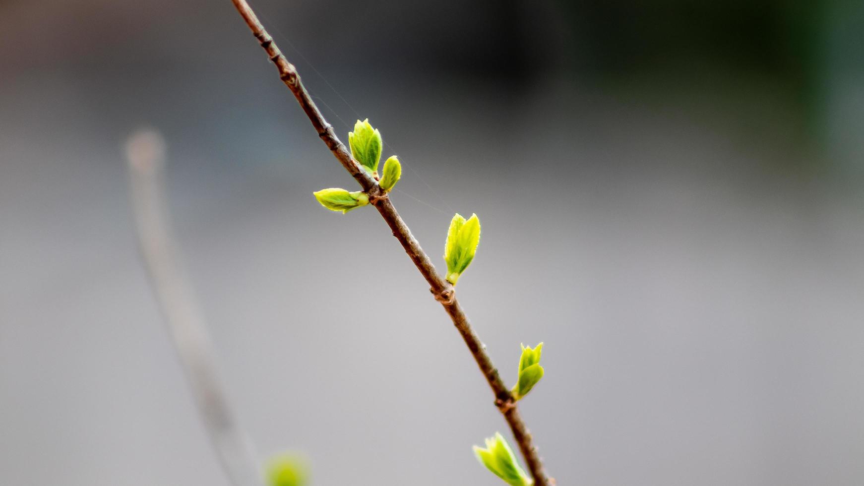 Young green leaves on a tree branch in spring. Spring background. photo