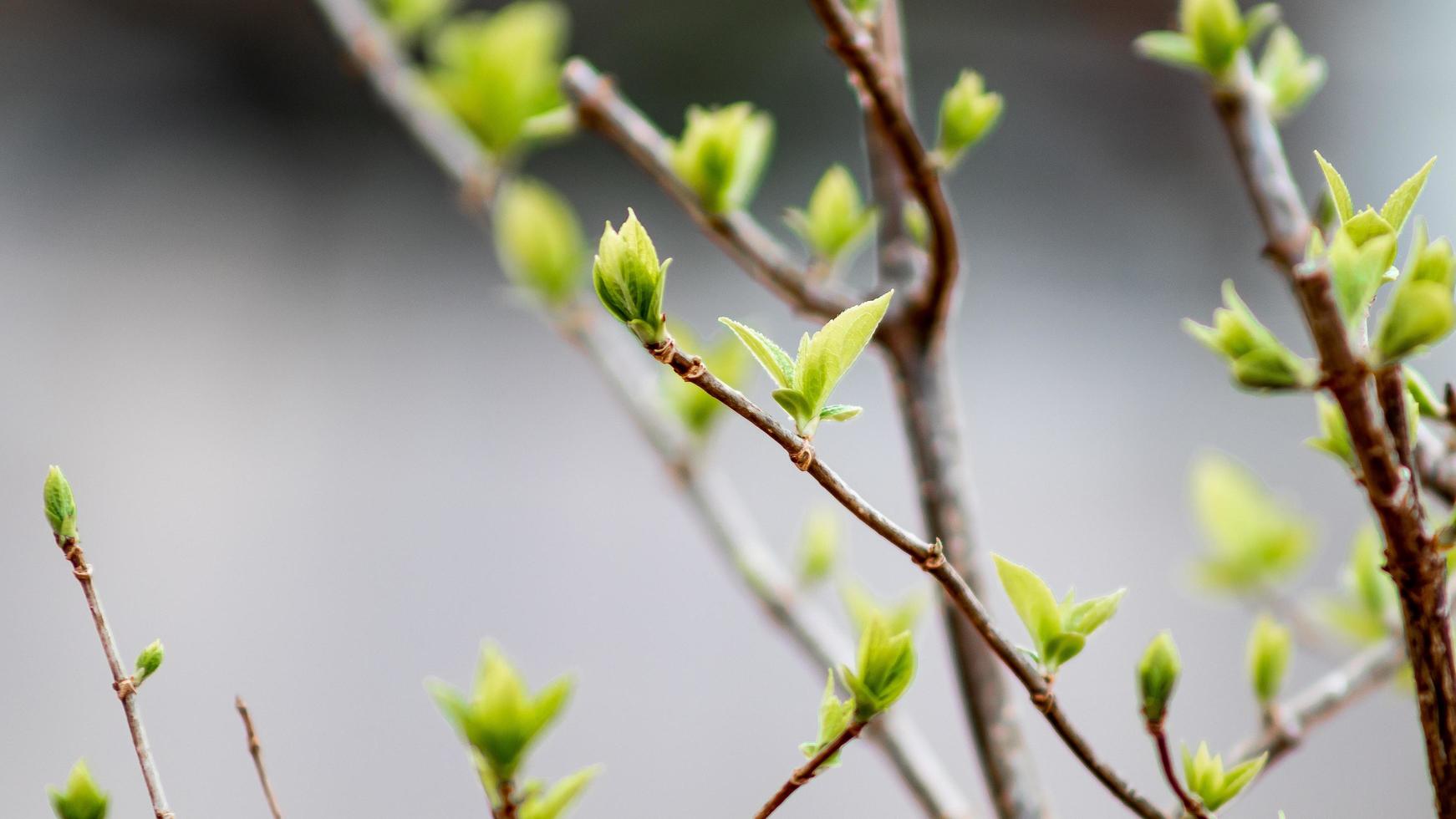 joven verde hojas en un árbol rama en primavera. primavera antecedentes. foto