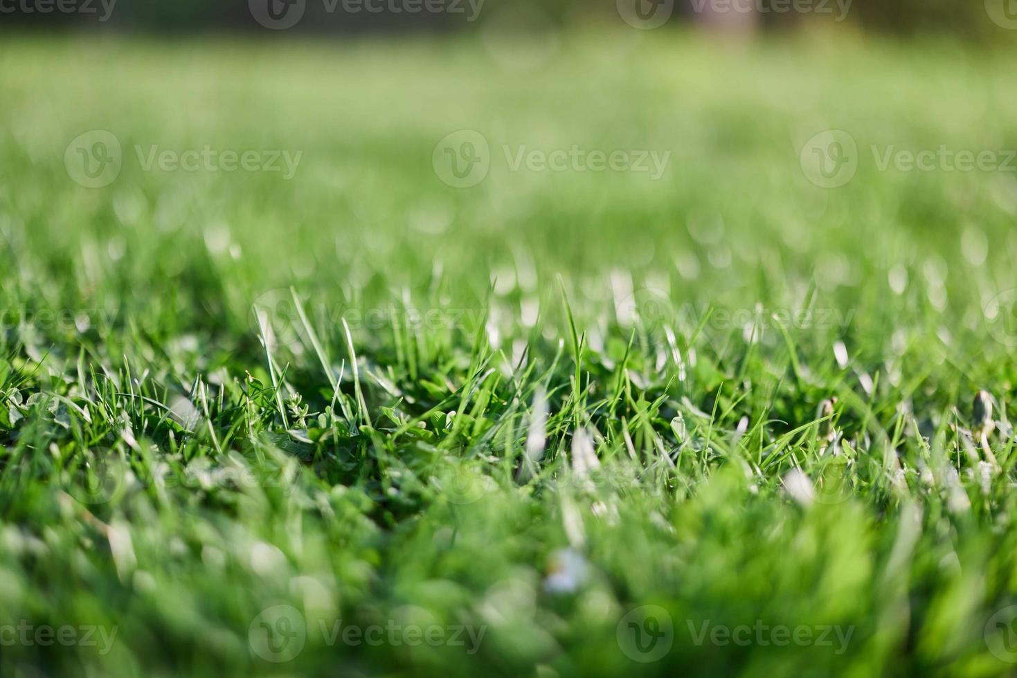 Fresh leaves of young green lawn grass close-up, clover and micro clover sprouts for landscape design and garden landscaping. Ecology and caring for nature as a way of life photo