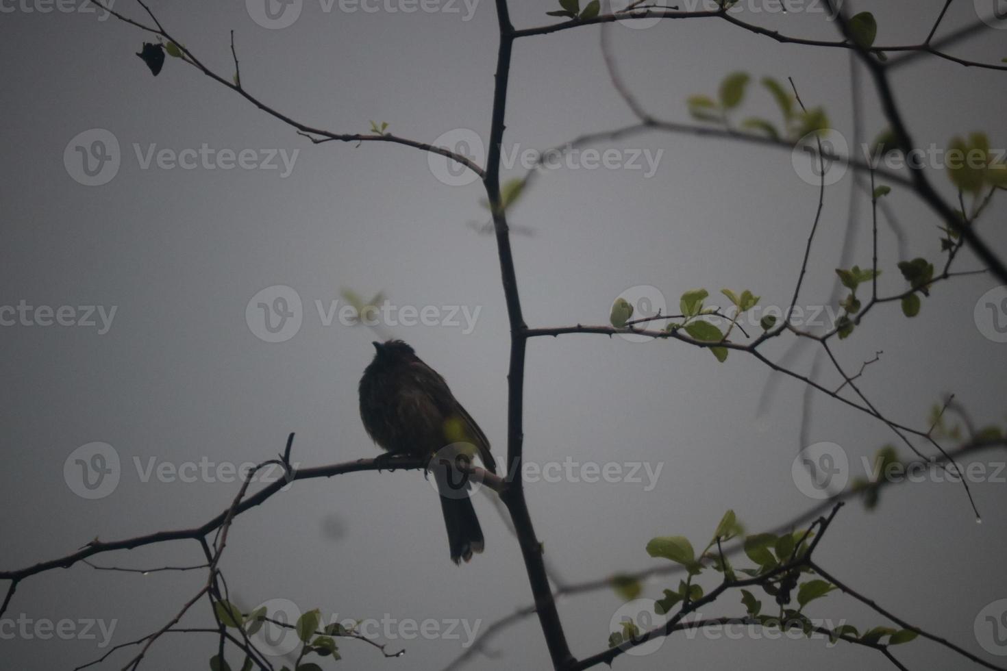 The bird is sitting alone in a branch photo