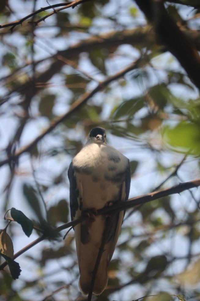 The pigeon is sitting alone on a branch photo