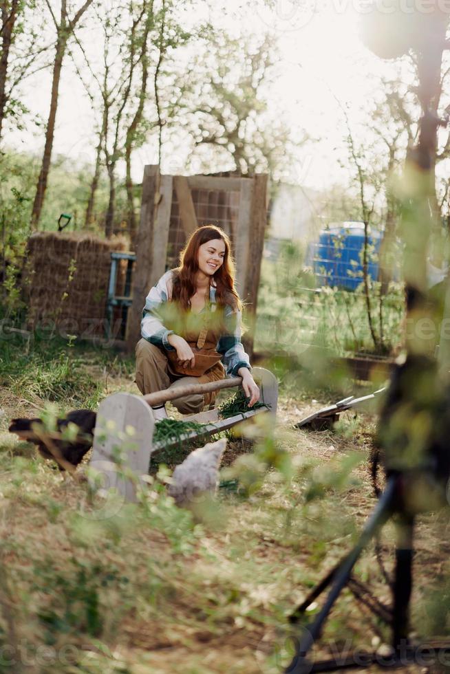 A woman pours food into a bird feeder while sitting in a chicken pen in the countryside on a summer day in the sunlight. The concept of ecological care and organic farming photo