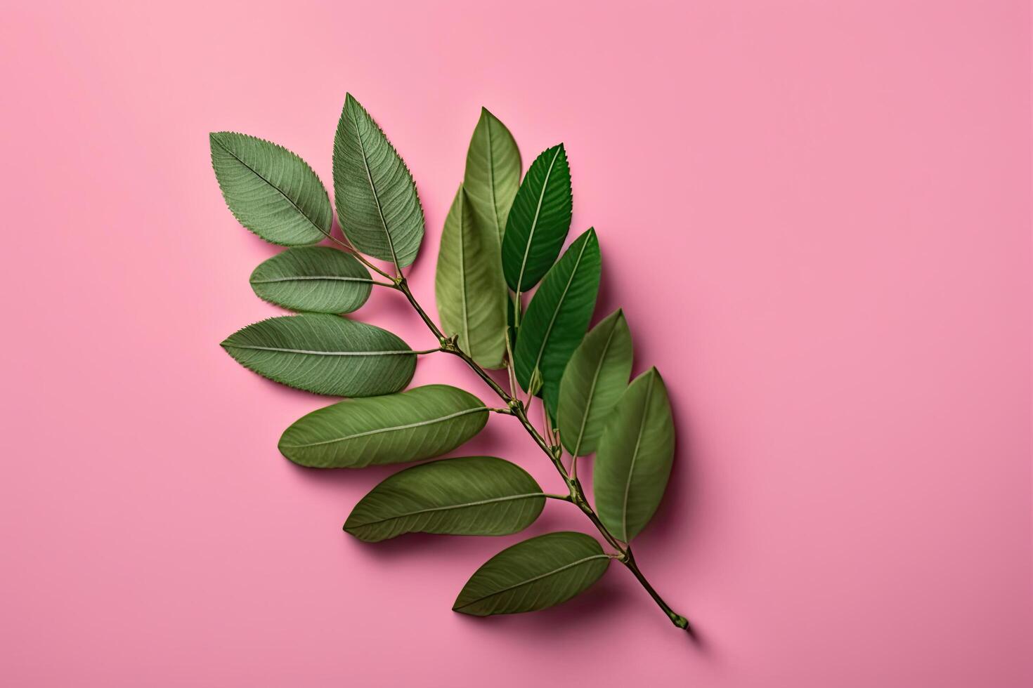 a beautiful green fresh branch on a pink background. Illustration photo